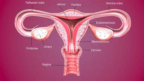 Chlamydia Symptoms, Pictures, Treatment | STD Chlamydia