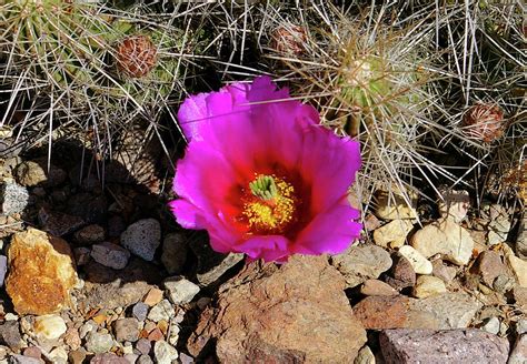 Cactus Bloom 1 Photograph by Harold Thompson - Pixels