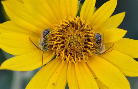 Long Horned Bees – Native Beeology