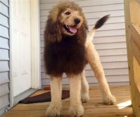 Top 11 Lion Dog Haircut Looking Great and Bad | Glamorous Dogs