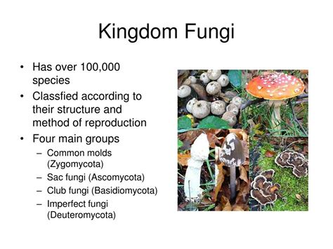 Ppt Categories In Classification Of Fungi Kingdom Fungi Phylum | The ...