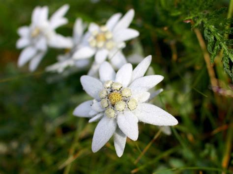 Growing Edelweiss - Information On The Care Of Edelweiss Plants