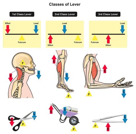 Cub Scouts Learn About Levers for Swing! Nova Award ~ Cub Scout Ideas