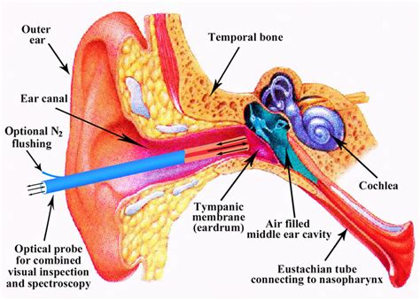 Ear Drum Anatomy