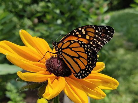 10 Unique Butterfly Species That Can Be Found In America - WorldAtlas