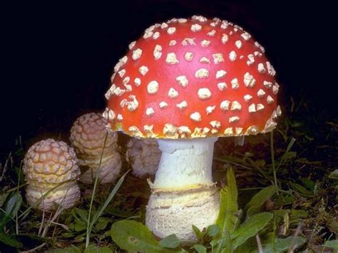 Amanita muscaria ~ Everything You Need to Know with Photos | Videos