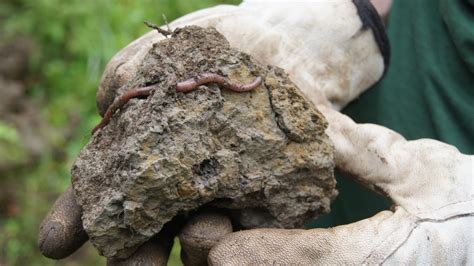 Earthworm Study Opens New Dimension in Climate Science