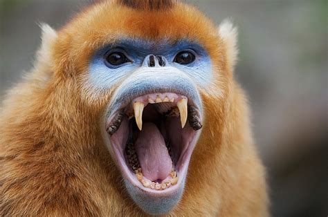 Golden Snub-nosed Monkey Facts, Habitat, Diet, Life Cycle, Baby, Pictures