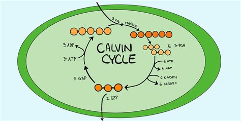 Calvin Cycle (Dark Reaction) — Equation & Steps - Expii