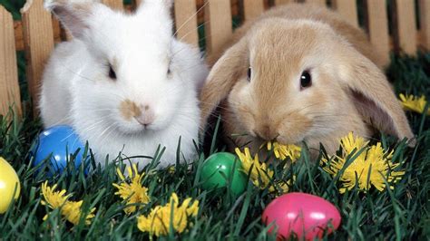 Bunny Easter Wallpapers - Wallpaper Cave