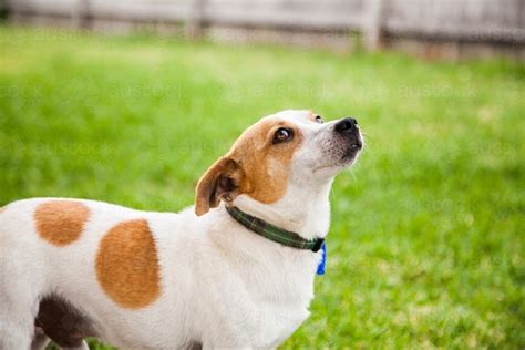 Image of Small rescue dog in backyard looking at camera - Austockphoto