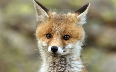 Cute Baby Fox Wallpaper - WallpaperSafari