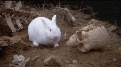 Killer Rabbit Of Caerbannog GIFs - Get the best GIF on GIPHY