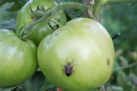 7 Tomato Plant Pests and How to Get Rid of Them