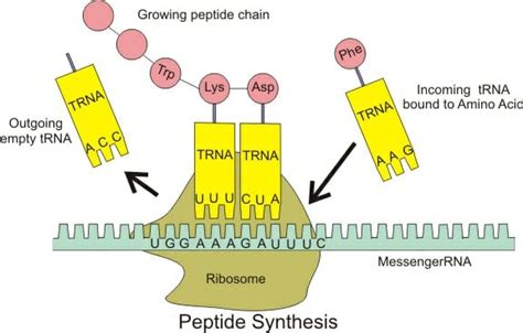 Peptide Bond - The Definitive Guide | Biology Dictionary