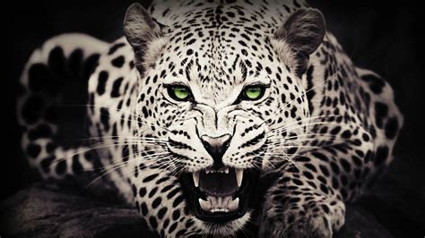 Wild Animals Wallpapers - Top Free Wild Animals Backgrounds ...