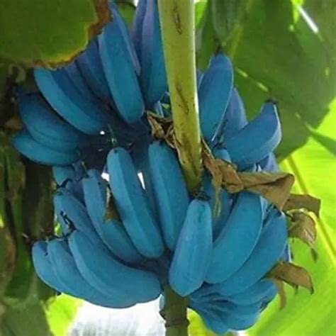 Blue java banana tree - reladerX