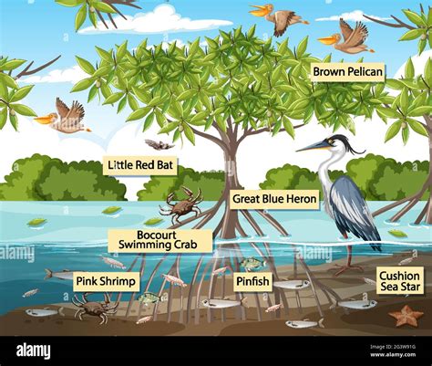 Wild animals with label name in the mangrove forest scene illustration ...