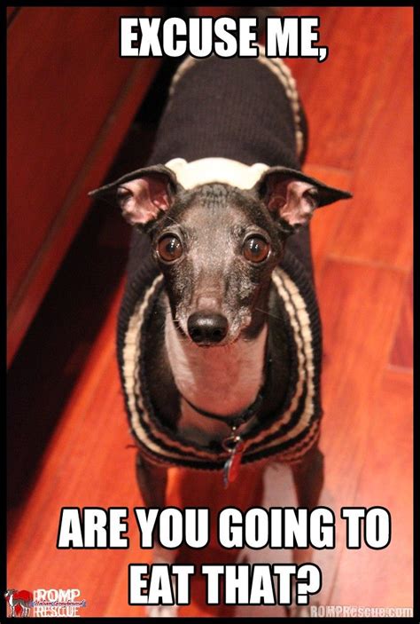 Italian greyhound, Greyhound, Funny memes