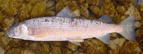 Anglers: don't overlook catching whitefish in Idaho's rivers and ...