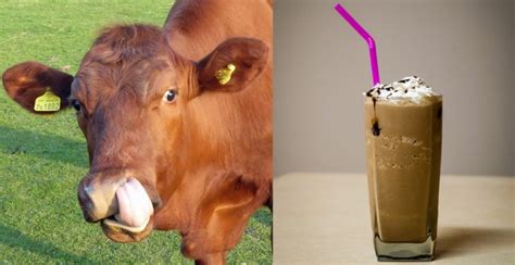 16.4 Million Americans Believe Chocolate Milk Comes From Brown Cows ...