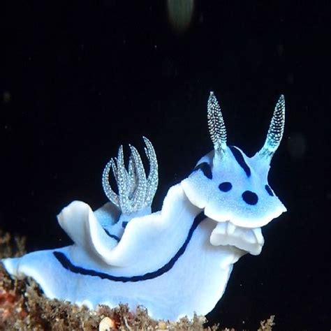 the discovery of an unusual sea creature that has a stunning appearance ...