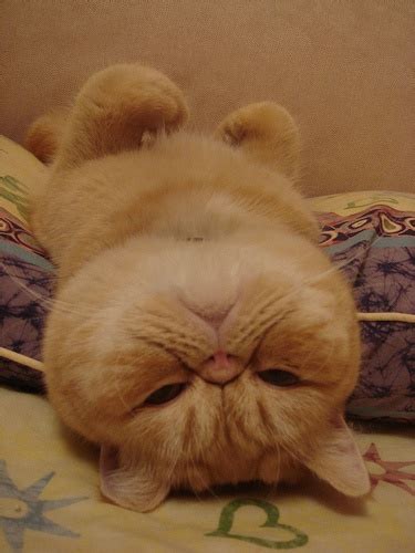 Upside-down cat | Animals With Round Faces | Pinterest