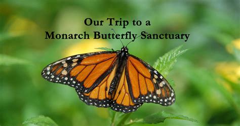 Monarch Butterfly Sanctuary