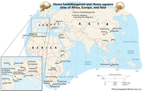 Homo Erectus Migration