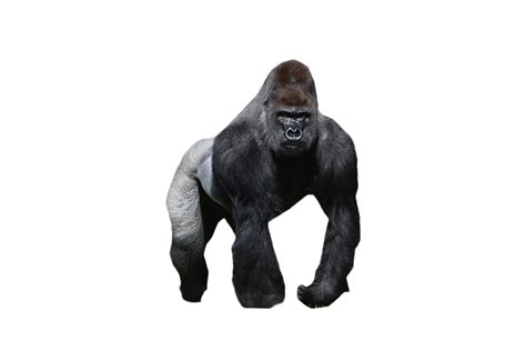 Gorilla PNG Image | Gorilla, Animals, Green backgrounds