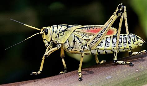 Grasshopper - Facts, Diet & Habitat Information