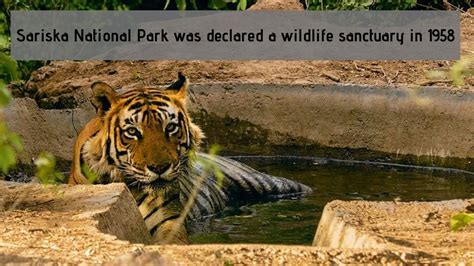 Sariska National Park, Rajasthan | Wildlife sanctuary, National parks ...