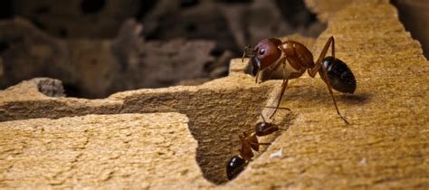 Florida Carpenter Ants: Controlling An Infestation | ABC Blog