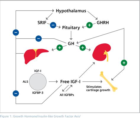 Figure 1 from Insulin-like growth factor binding-protein-3 (IGFBP-3 ...