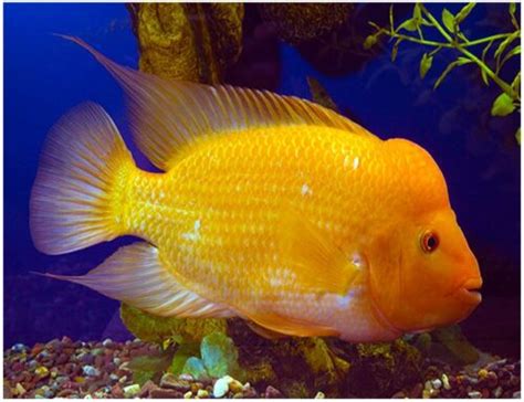 Red Devil Cichlid Freshwater Fish | Arizona Aquatic Gardens