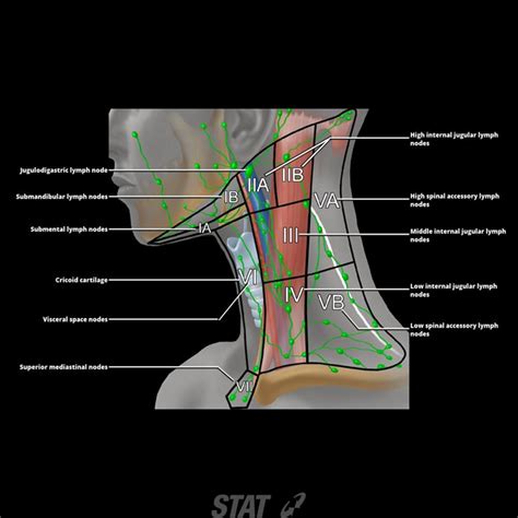 Neck lymph nodes:Levels I – VI | RANZCRPart1 Wiki | Fandom