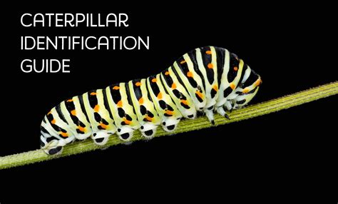 Caterpillar Types and Identification Guide | Butterfly garden plants ...