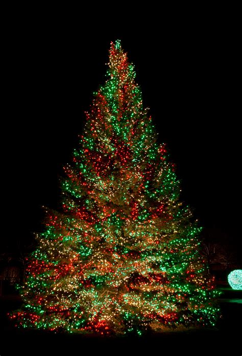 Outdoor Christmas Tree Lights