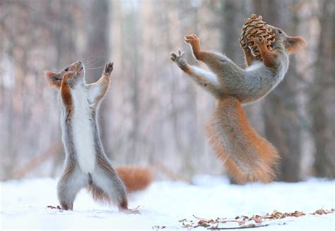 Cuter than kittens: Squirrels having a snowball fight - Russia Beyond