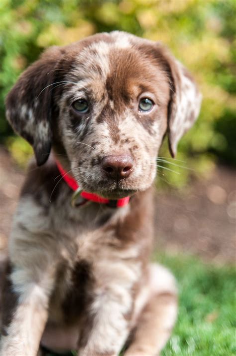 CATAHOULA MIX? Meet our puppy, Hunter. She’s 10 weeks old. We have ...