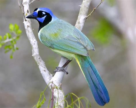 Green Jay | Audubon Field Guide Audubon Society, Field Guide, Blue Jay ...