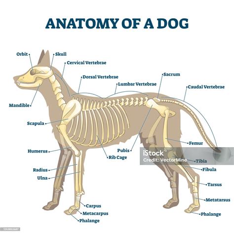 Anatomy Of Dog Skeleton With Labeled Inner Bone Scheme Vector ...