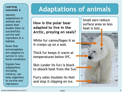 Polar Bear Adaptations