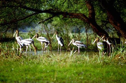 Bharatpur Bird Sanctuary