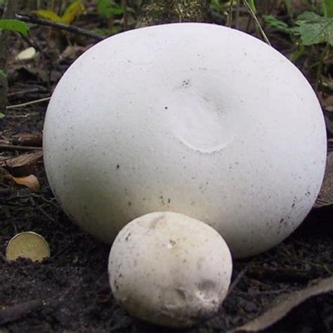 GIANT PUFFBALL (CALVATIA GIGANTEAN)