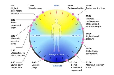 Circadian Rhythms - Sync Your Sleep-Wake Cycles | Integrative Medicine