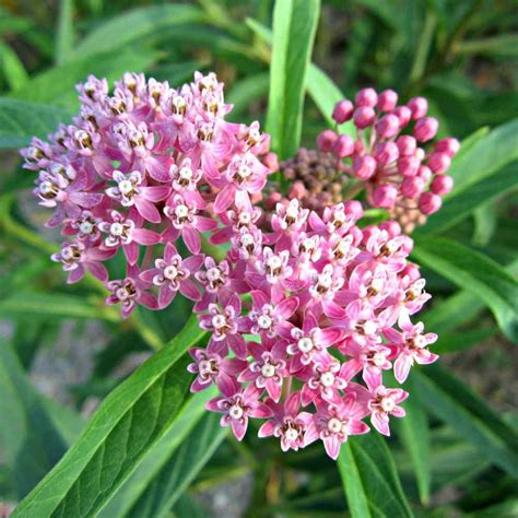 Common Milkweed Drought Resistant Asclepias Syriaca Plant Flower Seed