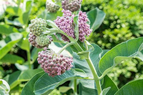 How to Grow and Care for Common Milkweed Plant