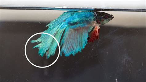 Restoring the Grace of Your Betta: Essential Tips to Heal Fin Rot