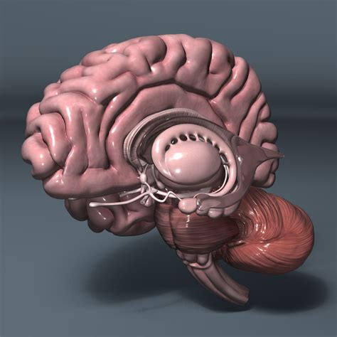 56 Ideas For Brain Anatomy 3d Model Free Download - Free Mockup